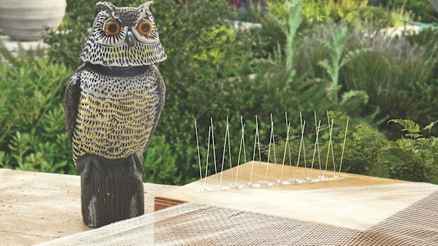 Aldi Special Buys gardening plants