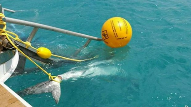World-first Australian technology, Shark Shield, could also spell the end of shark nets and drum lines around the country.