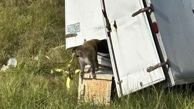 One of the escaped rhesus monkeys.
