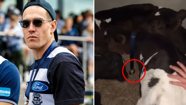 Jeremy Cameron was able to retrieve the medal from his cow in time for Geelong's official premiership celebration on Sunday