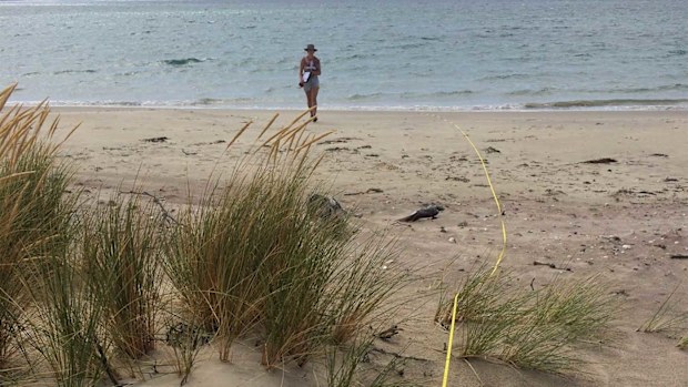 The CSIRO has found plastic waste on Australian beaches has dropped substantially.