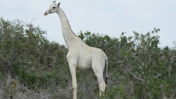 The calf was thought to be seven-months-old at the time of its death.