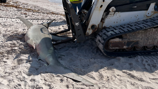 The 11-foot hammerhead shark washed up on Florida's Pompano Beach.