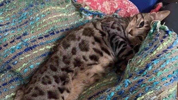 The family hasn't seen Mario since the August 9 and believe he was stolen.