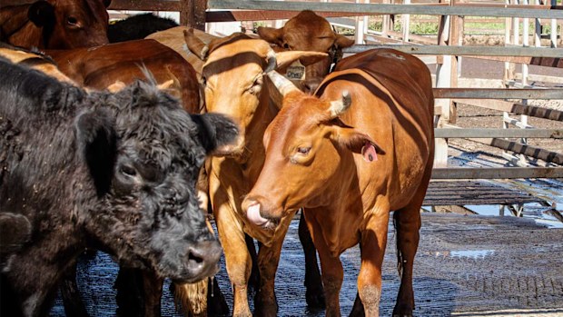 Thousands of cattle dead in US feedlots after heat spikes | Nine.com.au
