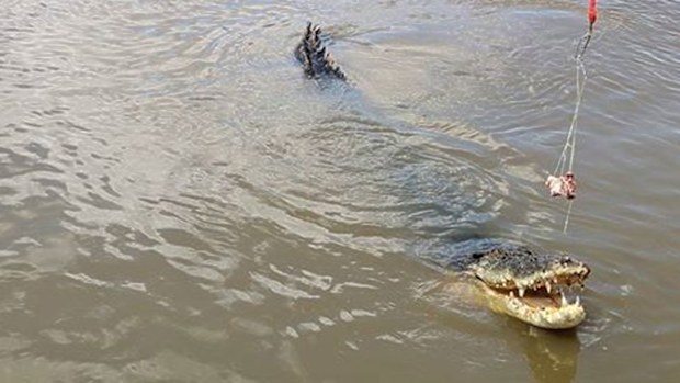 The huge salt water crocodile's body has been found after an apparent boating accident.