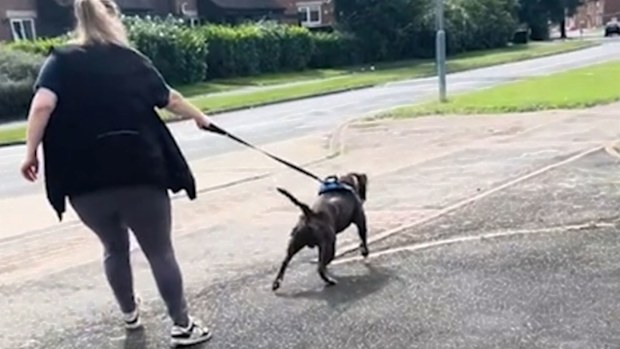 Staffordshire terrier pulling on lead during walk, before dog training