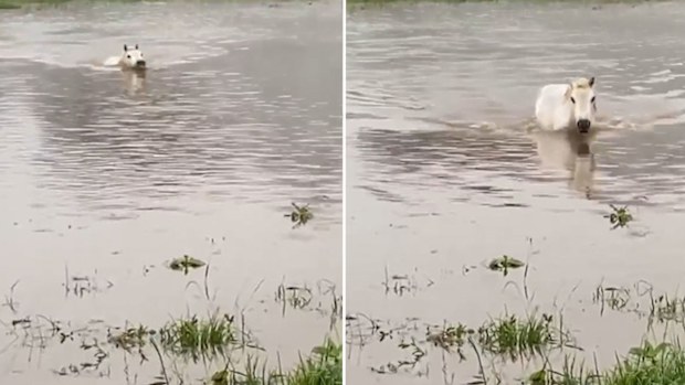 A horse has been captured swimming through floodwaters in the NSW Upper Hunter.