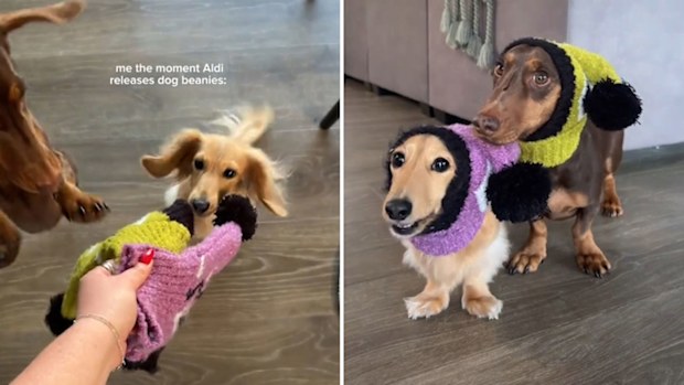 Dog owner buys Aldi dog pom pom beanies for her dachshunds.