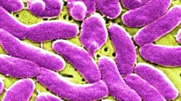 One of many pathogens that can cause gastroenteritis. (Czech University of Life Sciences)