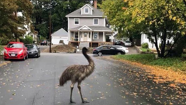 In this photo released by the Haverhill Police Department, an emu walks on a neighbourhood street on Wednesday, September. 30, 2020, in Haverhill, Massachusetts