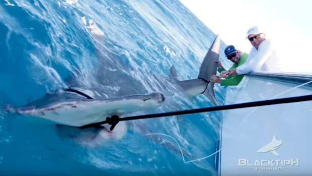 The US fishing show claims the shark is the largest hammerhead ever caught.