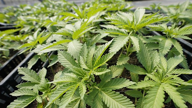 Marijuana plants grown for the adult recreational market. There is a push to legalise the drug in Australia.
