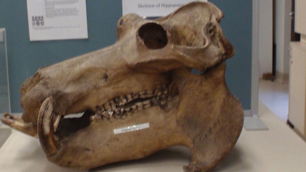 A number of rare animal skeletons have been stolen from Sydney University.