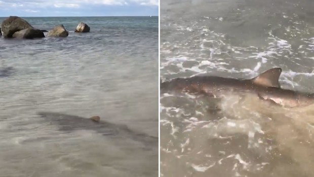 A grey nurse shark in the shallows at Forster Main Beach, NSW. (Something Visual)