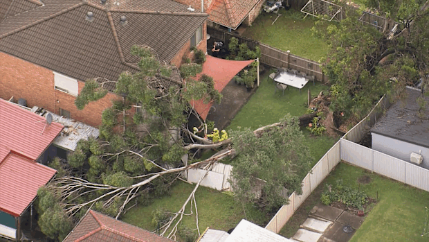An aerial shot of a large fallen tree across a residential property in Guildford, Sydney. The massive tree causing extensive damage to multiple properties. 