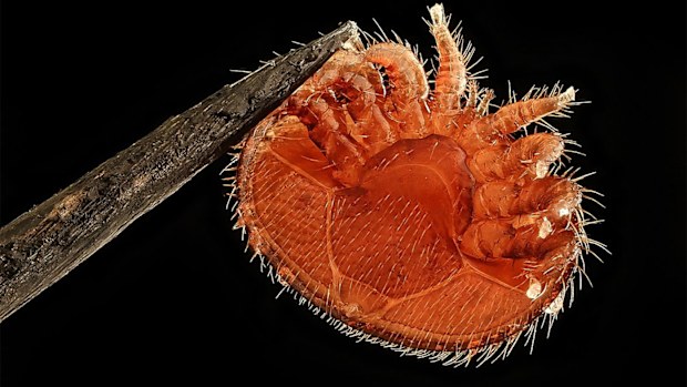 The varroa destructor has been devastating to bee colonies around the world.