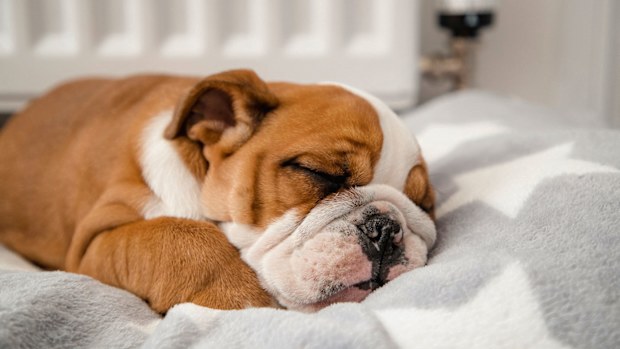 Dog sleeping