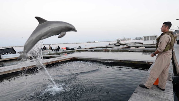 The US Navy has used dolphins for special operations for decades.