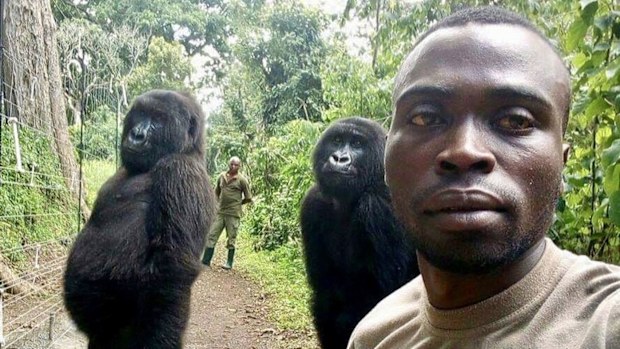 Mathieu Shamavu, a ranger and caretaker at the Senkwekwe Center for Orphaned Mountain Gorillas poses for a photo with female orphaned gorillas Ndakazi and Ndeze at the the Senkwekwe Center for Orphaned Mountain Gorillas in Virunga National Park, eastern Congo.