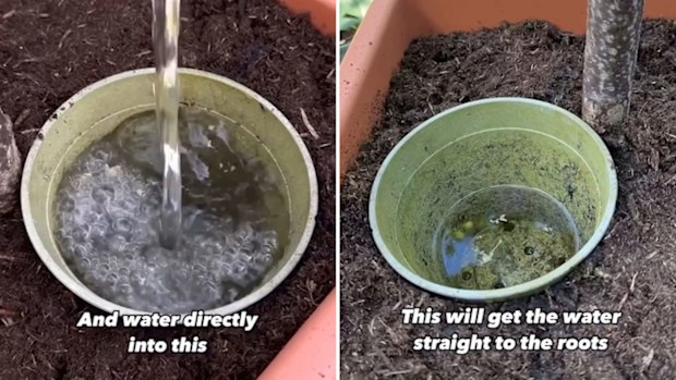 Gardener Joe Clark shares a hack for watering pot plants thoroughly