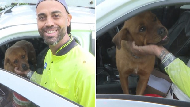  local Leo was driving down Elizabeth Drive when he noticed the fire, quickly jumping into action. and saving a dog from the backyard of the burning home 