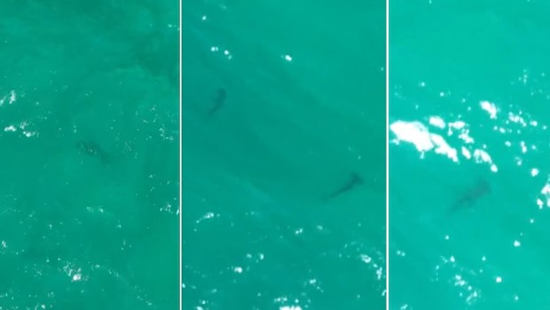 Hammerhead sharks Palm Beach Sydney