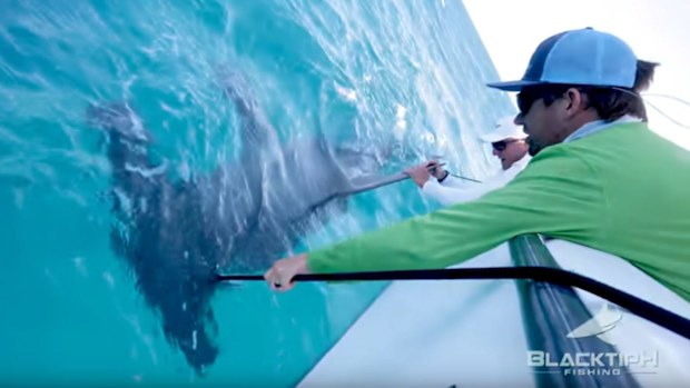 The hammerhead was reeled in after a mighty struggle.