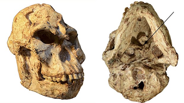 Little Foot had a bone in her skull that allowed her to move her head differently to modern humans.