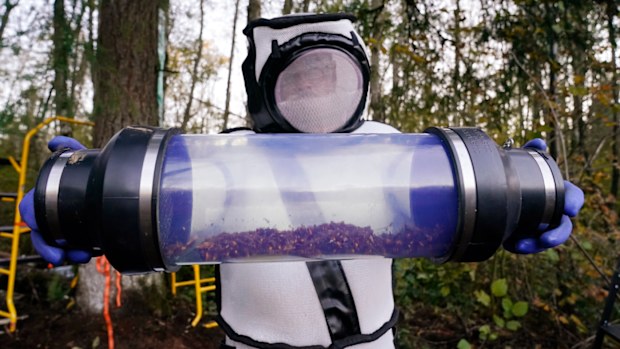 Sven Spichiger, Washington state Department of Agriculture managing entomologist, displays a canister of Asian giant hornets vacuumed from a nest in a tree behind him in Blaine, Wash.
