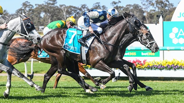 Interpretation (IRE) ridden by Michael Dee wins the Apiam Animal Health Bendigo Cup at Bendigo Racecourse on November 01, 2023 in Bendigo, Australia. (Photo by Brett Holburt/Racing Photos via Getty Images)