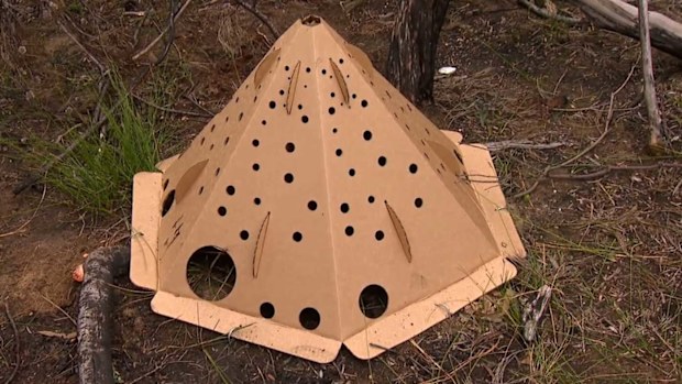Cardboard city erected in Sydney for homeless mice, rats, lizards ...