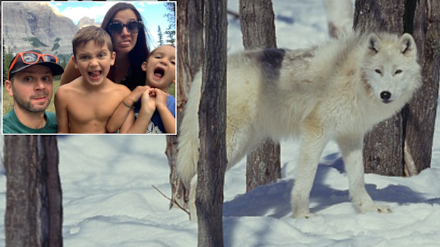 A New Jersey family was fast asleep in their tent on a camping trip when they were attacked by a wolf.