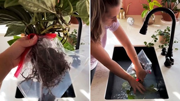 New indoor plant routine Instagram pest prevention