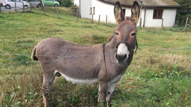 Vitus the McLaren-chomping donkey. (AAP)