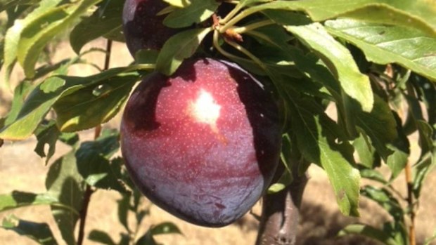 The Queen Garnet plum. 