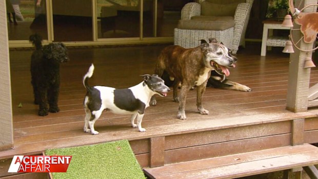 Karen and Jamie Goullet currently home 14 dogs.