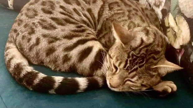 The family adopted Mario just over a year ago. The cat was battling extreme health problems of his own.
