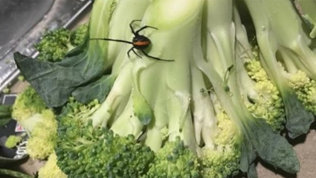A Queensland man said a redback lunged at him as he cut up broccoli. (Maurice Wilson)