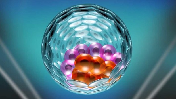 The skin cells form into a embryo-like structure after 'nuclear reprogramming'.