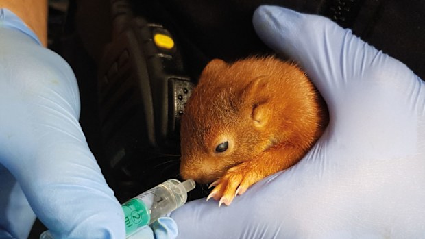A German man called police after reportedly being ‘chased’ by a baby squirrel. 