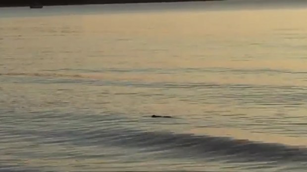 Crocodile