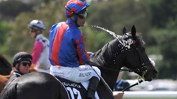 Jockey Michael Walker rides Prince of Arran