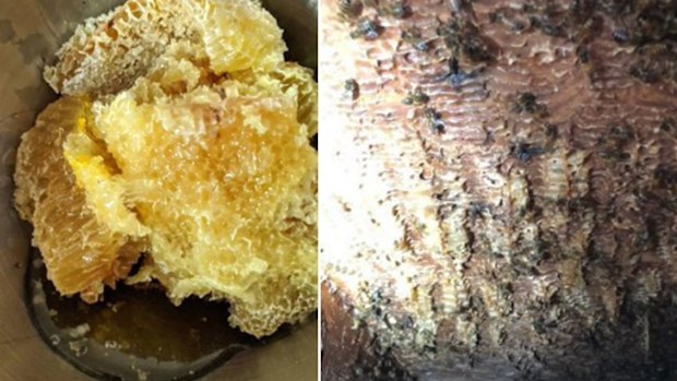 Chunks of the honey beehive were removed from George's basement ceiling.