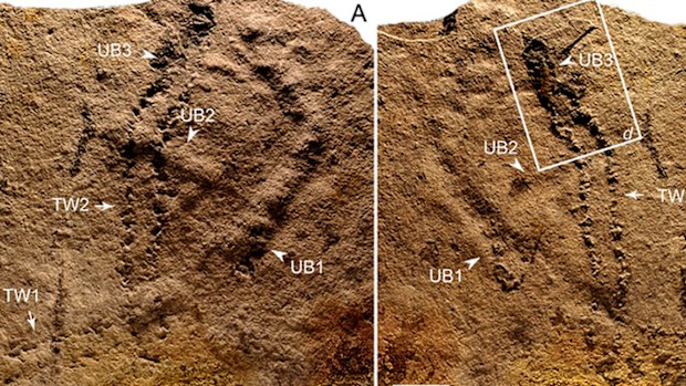 The 550 million-year old footprints and burrows discovered in the Yangtze Gorges area of South China. (Photo: PA).