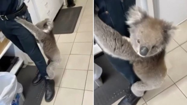 Koala Ampol store Adelaide Hills.