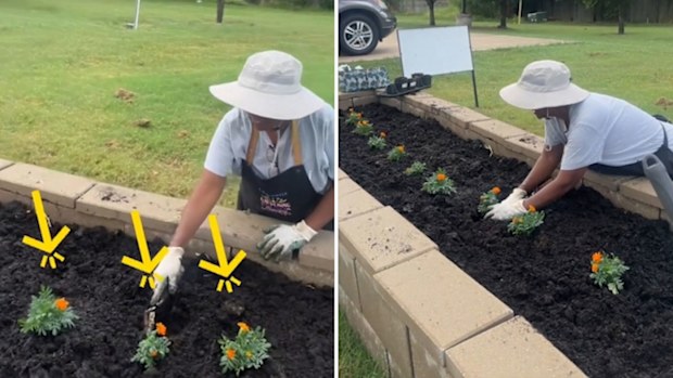 Marigolds are planted in the middle row of a veggie patch to deter pests