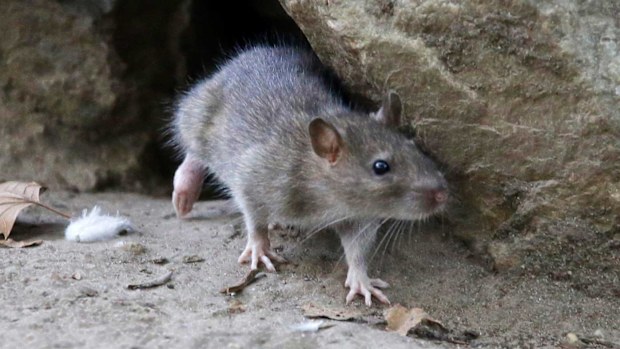 Rat populations have been on the rise in New York.