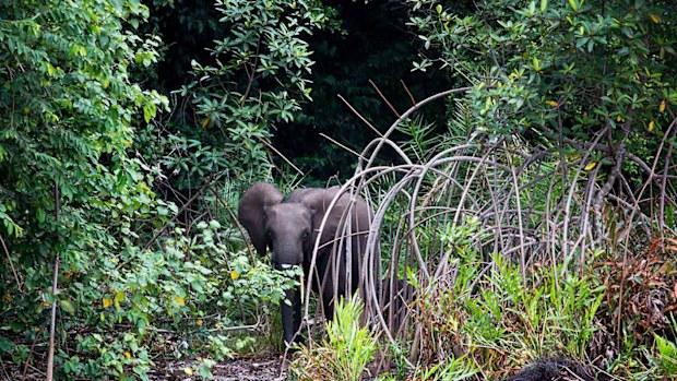 A forest elephant in Gabon.
