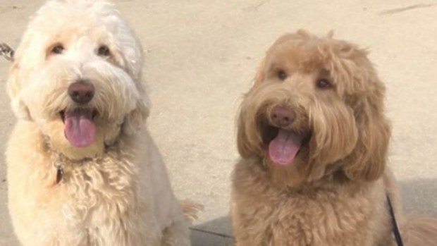 Louie the Labradoodle and his brother. (Walela Nehanda /Twitter)
